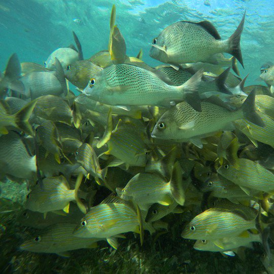 Cozumel Submarine Tour - Image 6