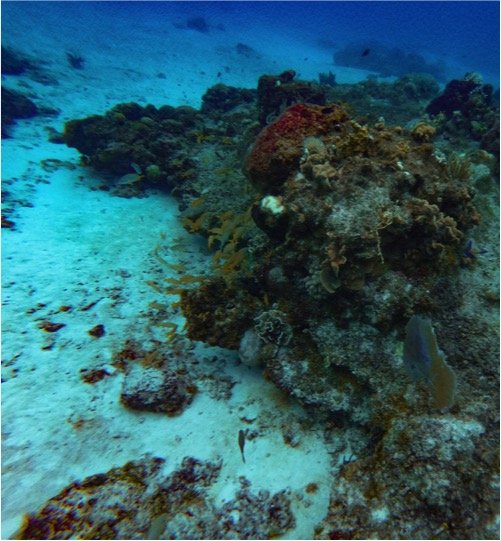 Cozumel Submarine Tour - Image 3