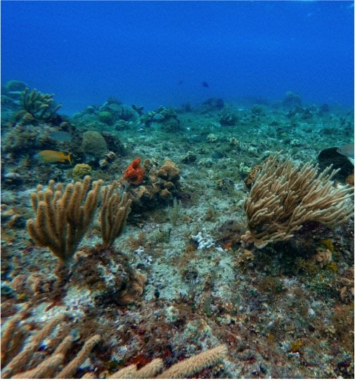 Cozumel Submarine Tour - Image 8